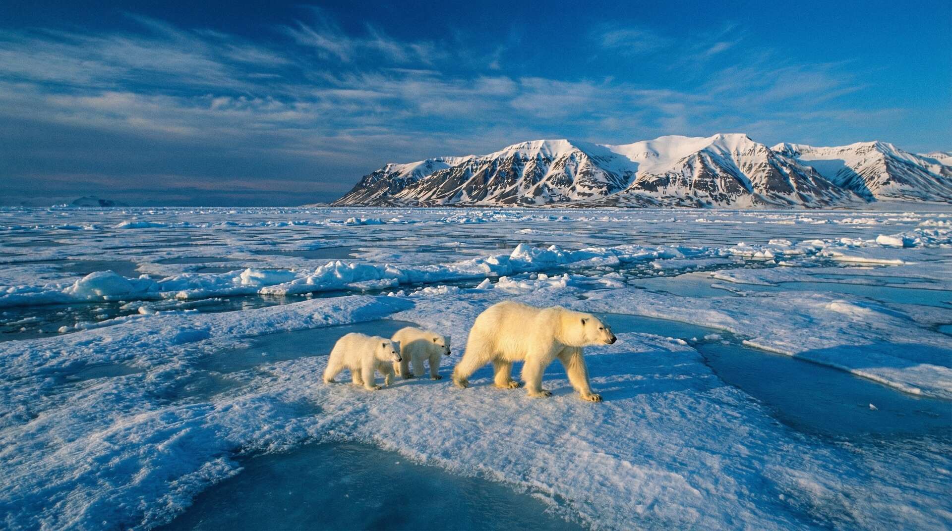 蜜芽北极熊视频